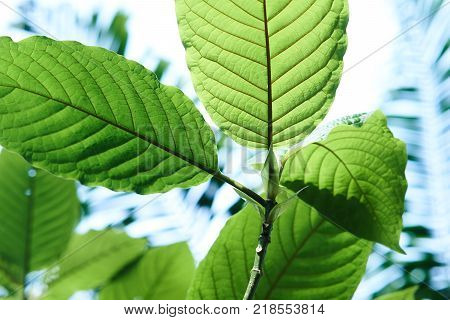 Kratom or Mitragyna speciosa. It can used in traditional medicine but minor side effects may include nausea, vomiting, and constipation but some peaple mix with cough syrup, soda, bone and ice.
