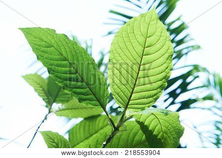 Kratom or Mitragyna speciosa. It can used in traditional medicine but minor side effects may include nausea, vomiting, and constipation but some peaple mix with cough syrup, soda, bone and ice.