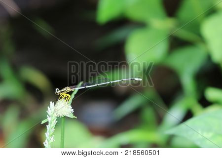 Little dragonflywhite long-tail in the garden.Animals in Thailand.
