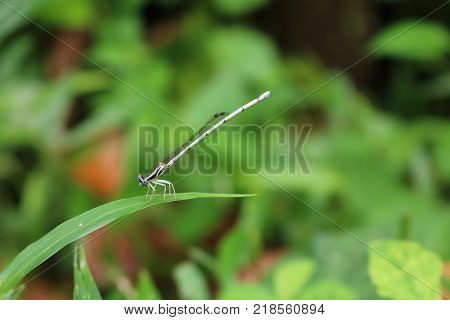 Little dragonflywhite long-tail in the garden.Animals in Thailand.