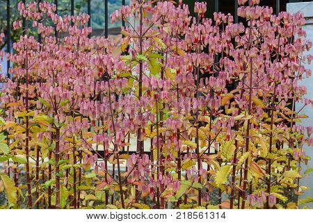 Flowers of the Kalanchoe plant at spring time in Dalat Vietnam.