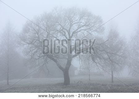 Trees on village suburb are covered by a strong fog.
