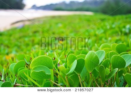 Spiaggia Morning Glory