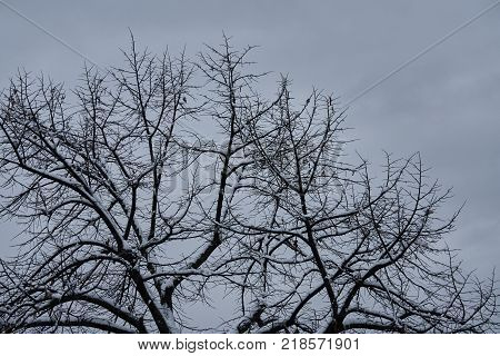 Tree And Snow In Winter Night