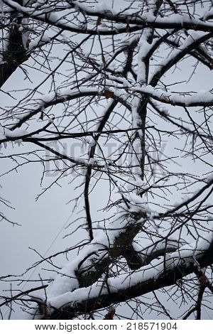 Tree And Snow In Winter Night