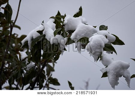 Tree And Snow In Winter Night