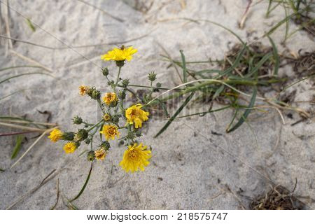 blooming yellow flowers of hawkweed plant in sand dunes
