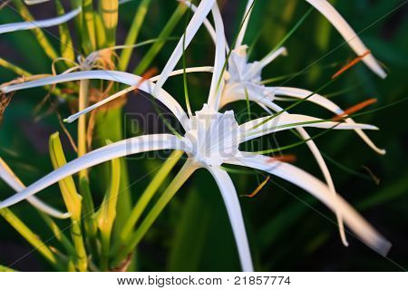 Weiße Crinum Lily