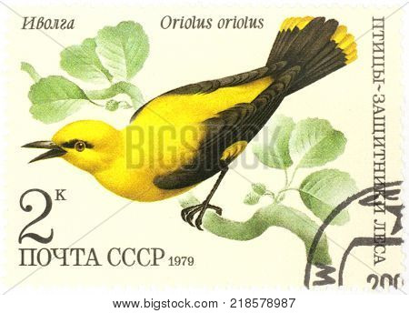 RUSSIA - CIRCA 1979: A stamp printed by Russia shows Golden Oriole - Oriolus oriolus, circa 1979