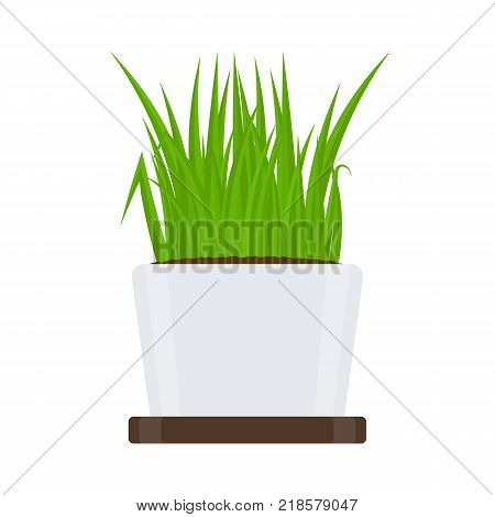 Vector illustration of fresh green grass in a pot with tray isolated on white background. Potted plant in container for house decoration.
