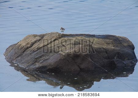 Piping Plover on the rock in sea, Charadrius melodus