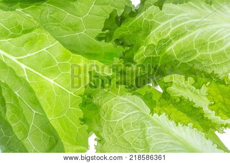 Fresh Lettuce one leaf isolated on white background. Close-up. Still life. Pattern, backlit