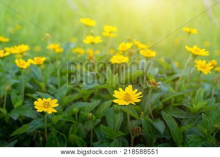 Yellow daisy or Dahlberg daisy blooming and sunlight