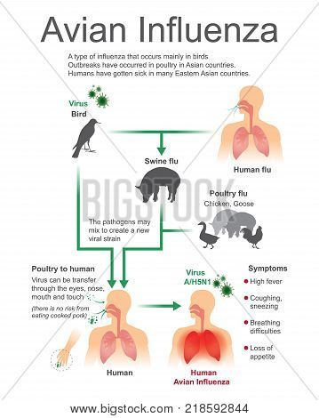 Type of influenza that occurs mainly in birds outbreaks have occurred in poultry in Asian countries human have gotten sick in many Eastern Asian countries.