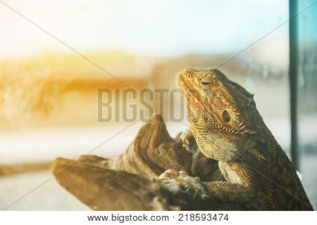 dragon lized yellow color animal reptil closeup
