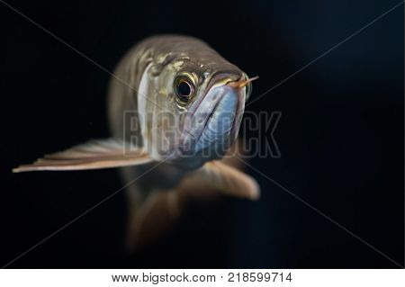 Malasian Golden Arowana isolated on Black Background