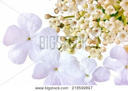 Kalina buldenezh decorative widely used in the middle lane tree isolated on white background
