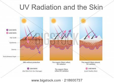 Effects the elastin in the skin and leads to wrinkles .