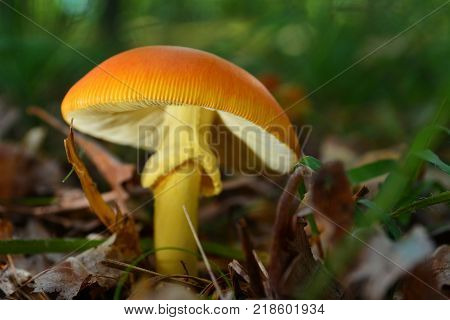 edible and delicious amanita caesarea mushroom in the forest