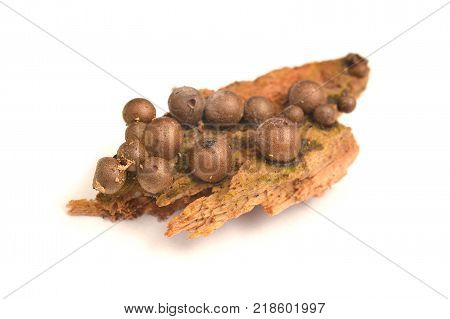 Lycogala epidendrum slime mold commonly known as wolf's milk