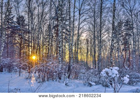 Winter Sunset in the birch wood. Pink sunlight among white trunks of birch trees snowy pines and bushes - fairy tale of winter forest