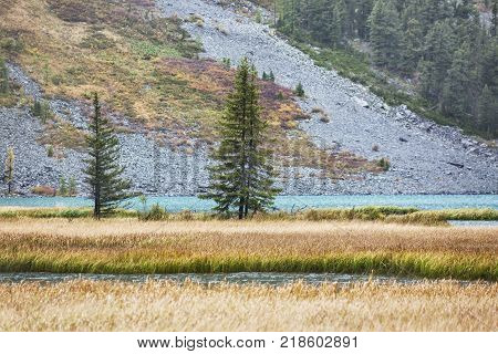 Multa river Altai mountains golden autumn landscape