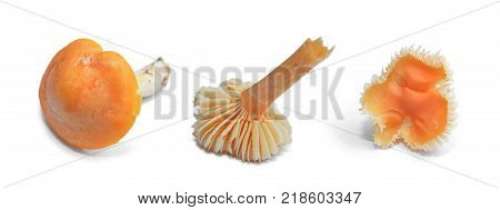 Cuphophyllus pratensis mushroom isolated on white background