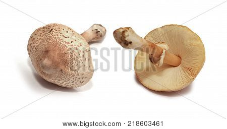 amanita rubescens mushroom the blusher isolated on white