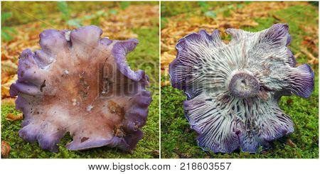 edible lepista nuda mushrooms in the forest