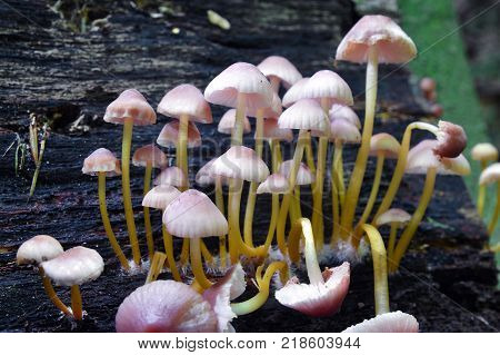 mycena renati mushroom cluster the beautiful bonnet