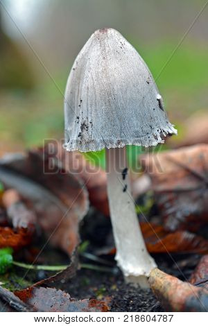 a coprinus alopecia mushroom in the forest