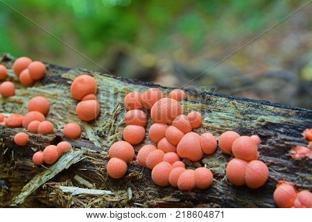 Lycogala epidendrum slime mold commonly known as wolf's milk