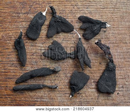 xylaria polymorpha fungus also known as dead man's fingers