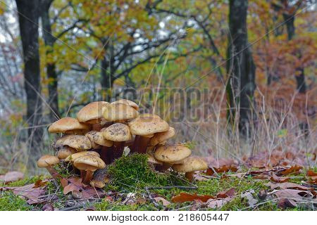 armillaria mellea mushroom cluster in the forest