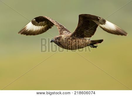 Great skua known as bonxie in flight against green background, Noss island, Scotland.