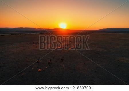 Aerial view of brown horses runing on the sunset background.
