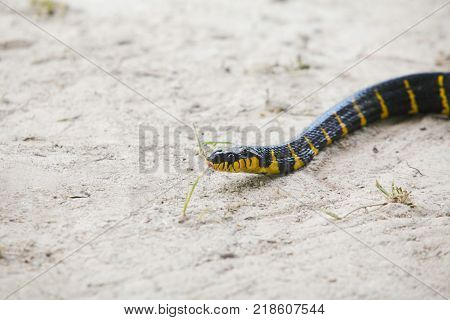Mangrove Snake Creeping On White Sand