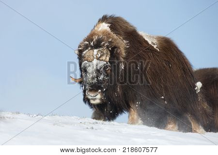 Male musk ox standing in the mountains of Dovrefjell in tough winter conditions in Norway