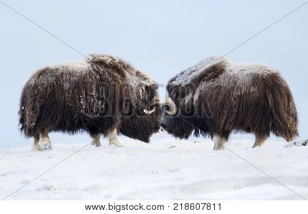 Male musk oxen fighting in the mountains of Dovrefjell in tough winter conditions in Norway