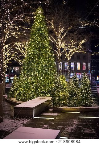 Beautifully lit up Christmas trees in Zurcotti Patk in lower Manhattan.