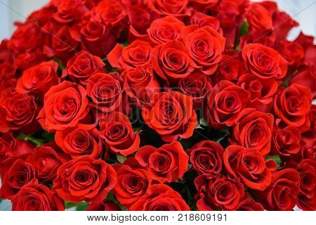 Many red roses. Scarlet luxury rose close. Noble holiday flowers for a gift. Romantic love symbol - the most beautiful flowers.