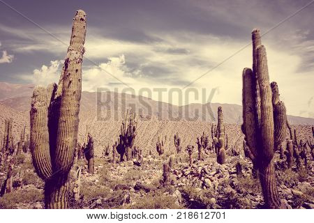 Giant cactus in the Tilcara quebrada moutains Argentina