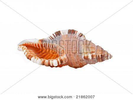 Cockleshell af Sortehavet Rapana venosa (thomassiana)