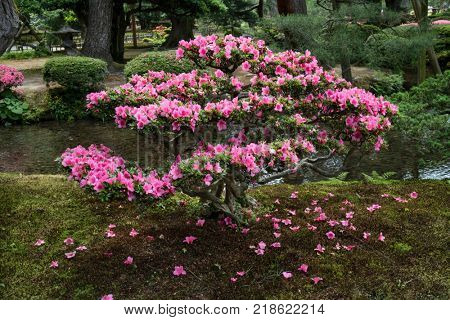  Kanazawa - Japan, June 9, 2017: Pink flowering azalea shrub in Gyokuseninmaru Garden at Kanasawa castle in springtime