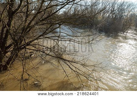 The river after the downpours came out of the banks. Flooding of river bank, trees after flood