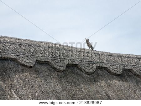 Thatched roof of an English cottage with straw owl for pest deterrent