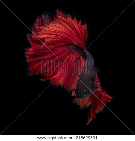 Fine art concept close up beautiful movement of 