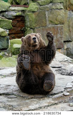 Playful friendly bear in a funny pose waving its paw.