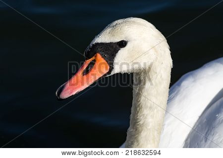 Head of a mute swan (Cygnus olor) with water drops on it. Portrait of a beautiful majestic bird.