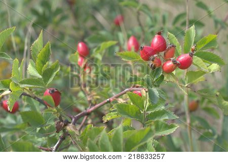 ladybird on tip of a briar berry